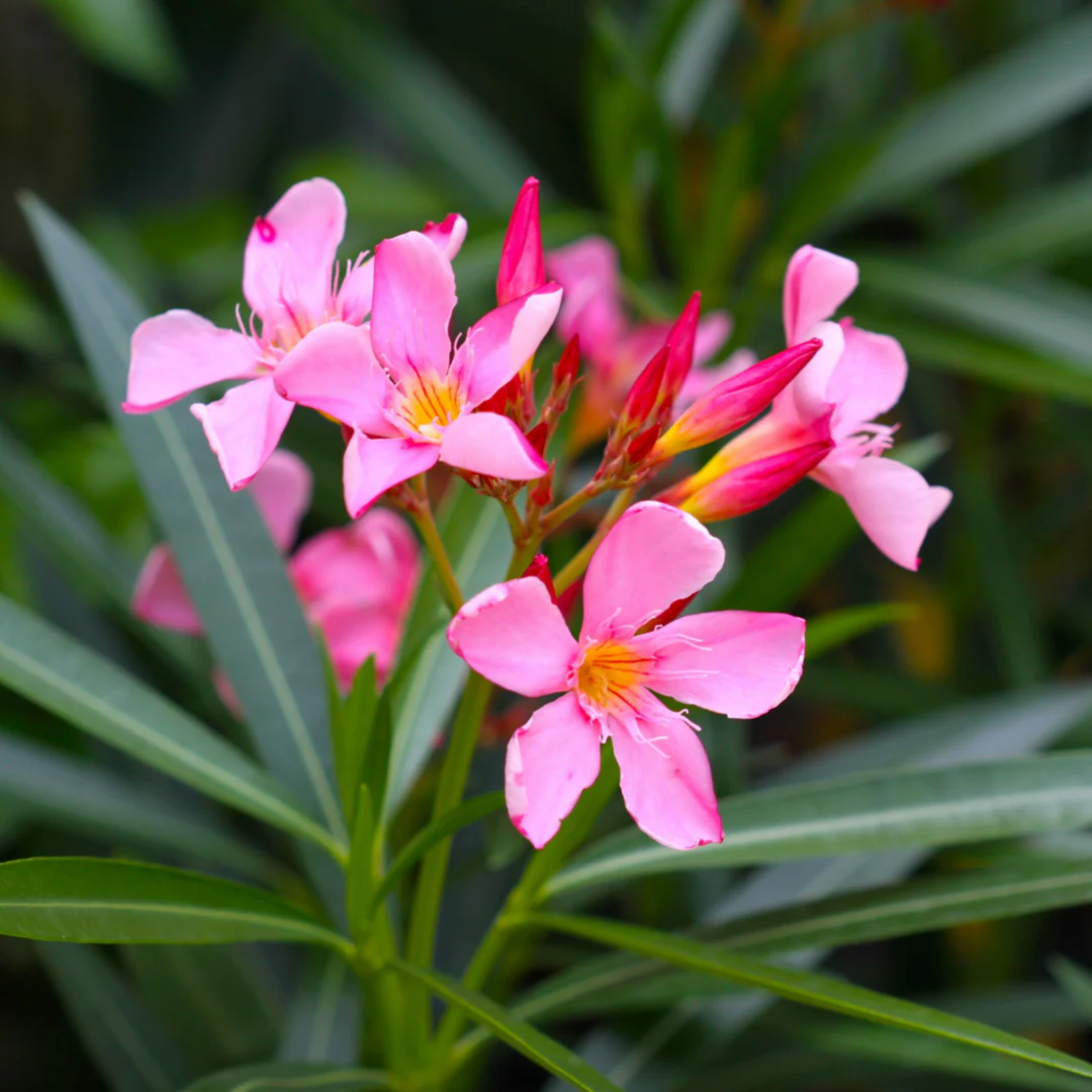 Oleander